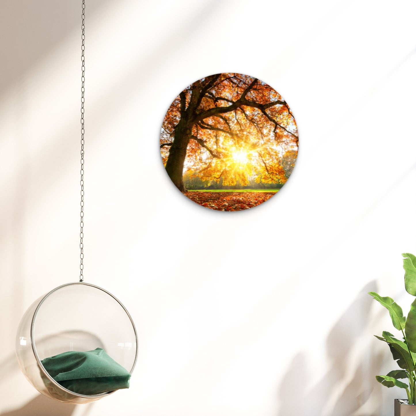 Autumn Tree with Sunshine Acrylic Glass Rounded Print Tempered Glass Wall Art 100% Made in Australia Ready to Hang