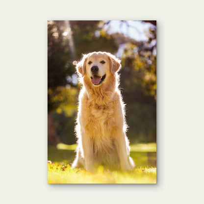 Golden Retriever Sticking Out Tongue Park 60x90cm Metal Print Ready to Hang