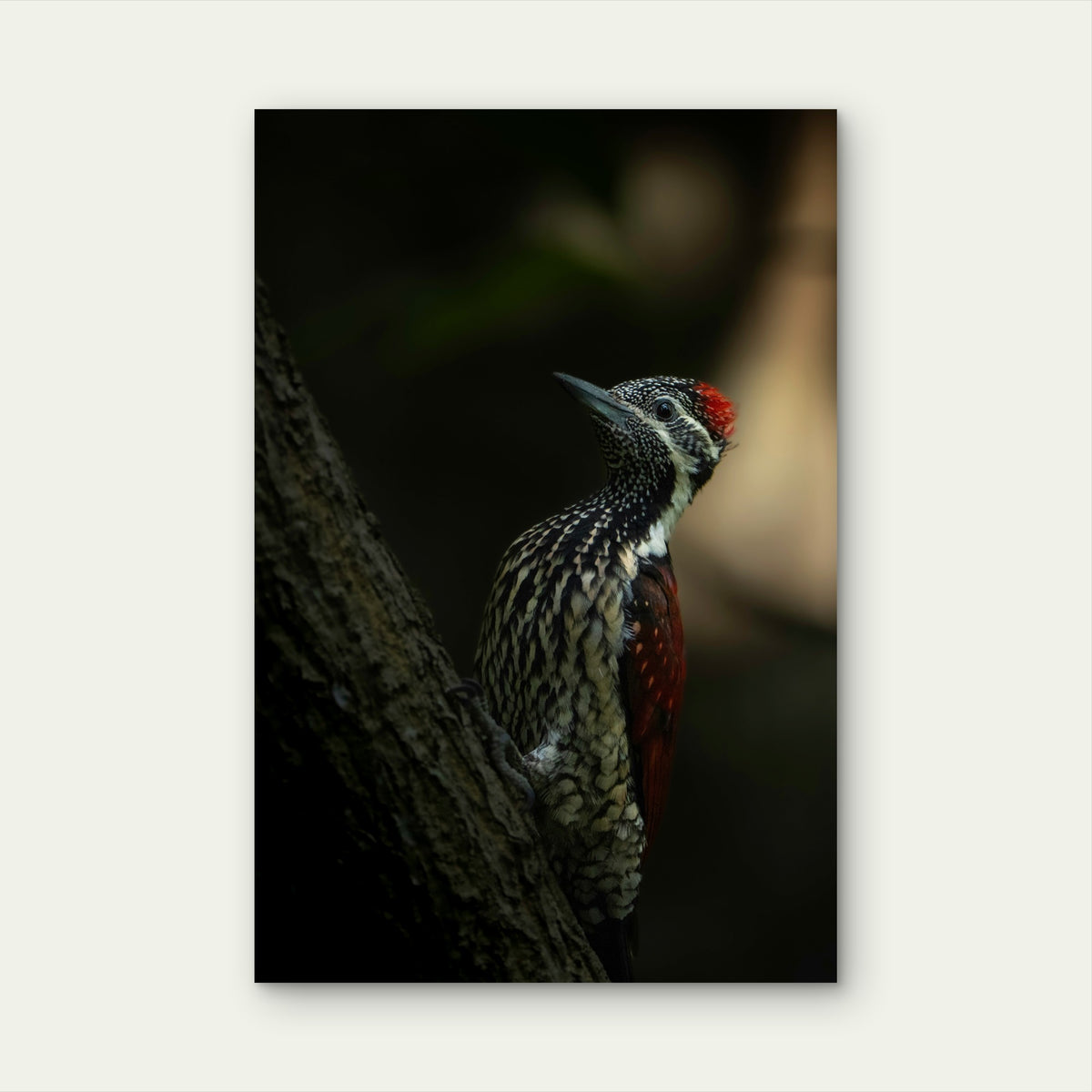 Red Backed Flameback 40x60cm Metal Print Ready to Hang
