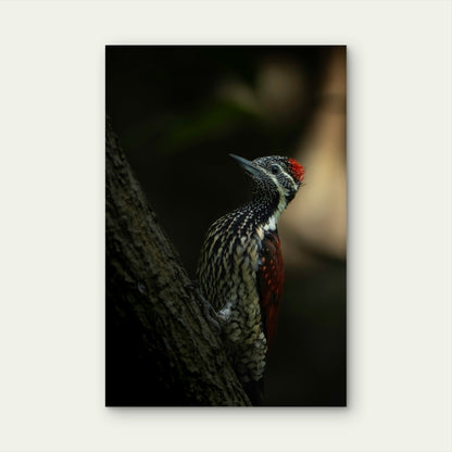 Red Backed Flameback 60x90cm Metal Print Ready to Hang