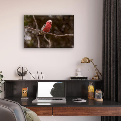 Cute Galah Australia Wall Art Decor 100% Australian Made