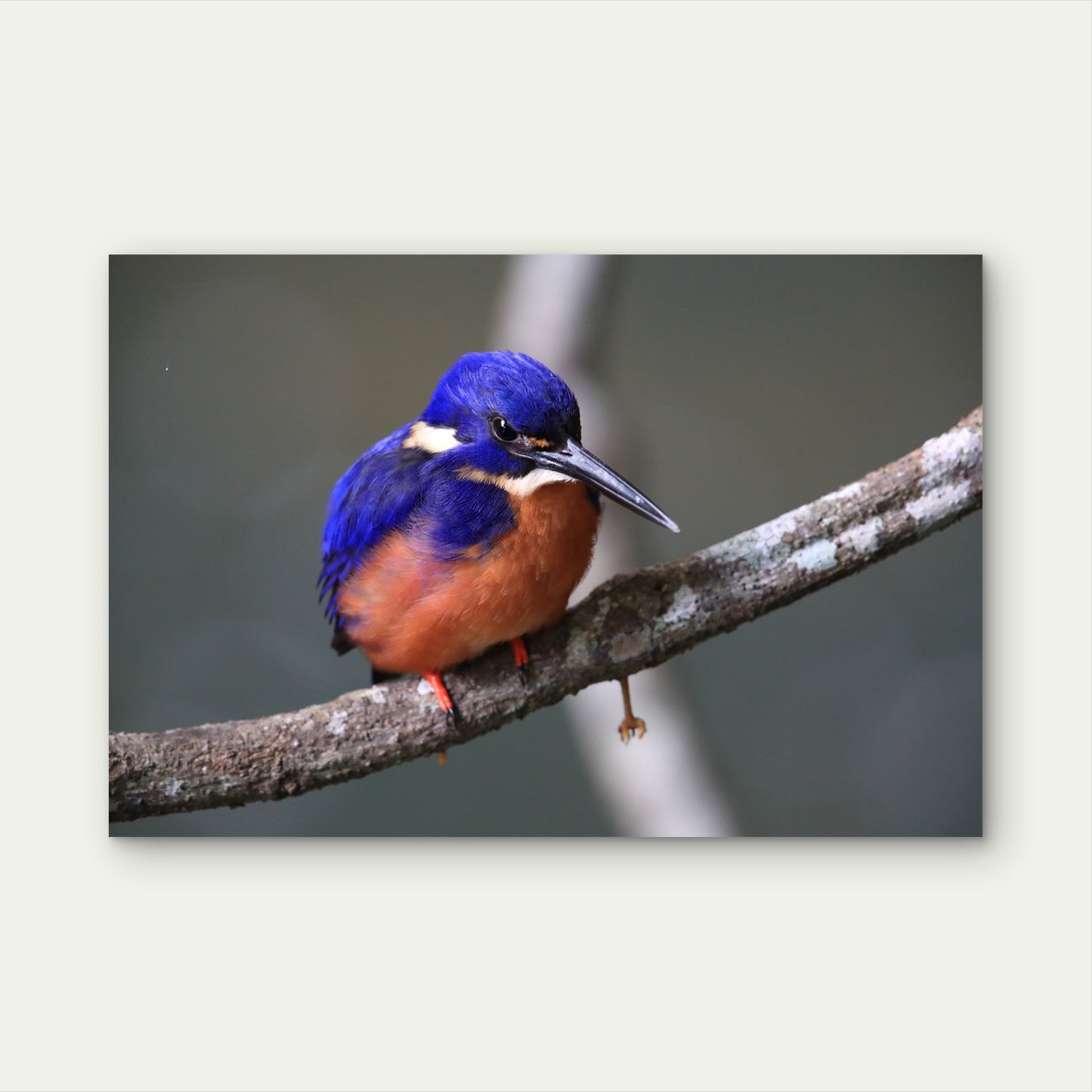 Azure Kingfisher Queensland Wall Art Decor 100% Australian Made