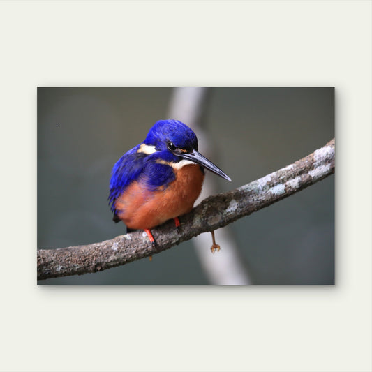 Azure Kingfisher Queensland Wall Art Decor 100% Australian Made