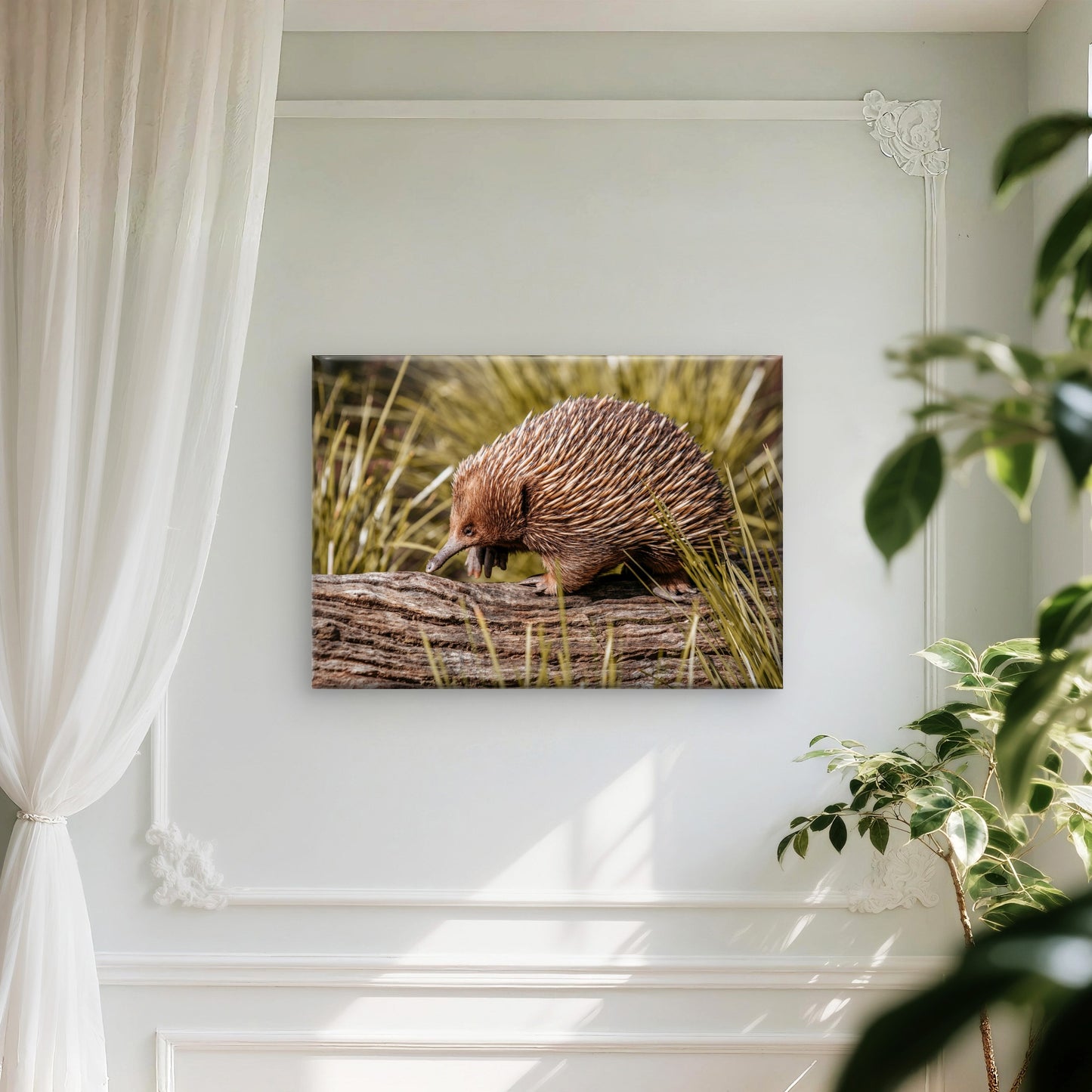 Echidna Australia Wildlife Wall Art Decor 100% Australian Made