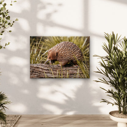 Echidna Australia Wildlife Wall Art Decor 100% Australian Made