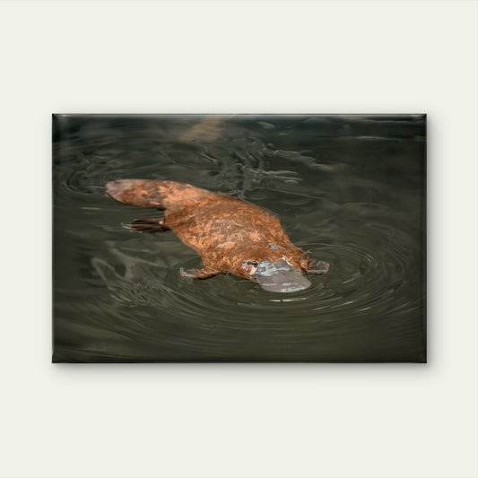 Platypus Eastern Australia Wall Art Decor 100% Australian Made