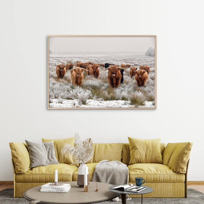 Highland Cow herd Photograph Print 100% Australian Made
