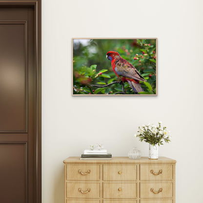 Crimson Rosella on Branch Wall Art Decor 100% Australian Made