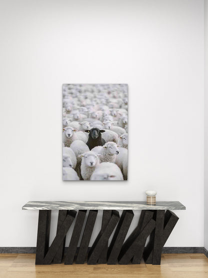 Black Sheep Among the Flock 60x90cm Metal Print Ready to Hang