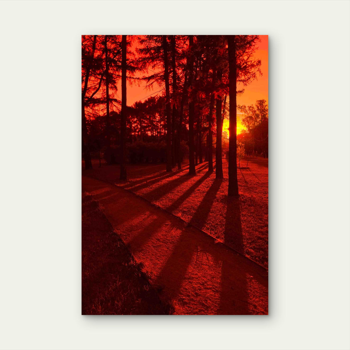 Tree Shadows In Red Sunset Metal Print Ready to Hang