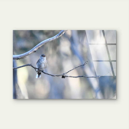 Jacky Winter Native Australian Bird Acrylic Glass Printing Wall Art Australian Made Quality