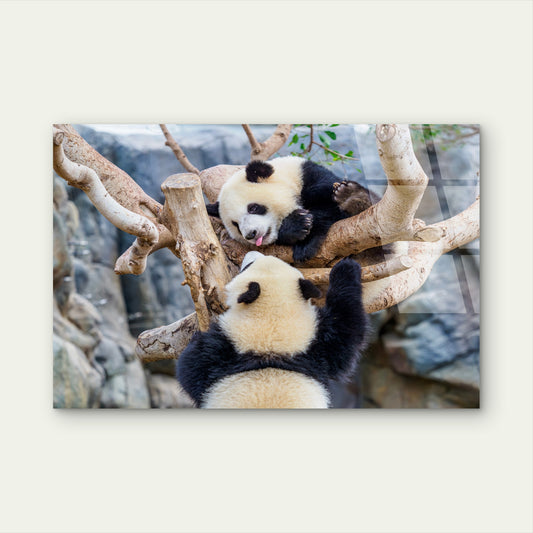 Cute Giant Panda Bear Animal Tree China Wildlife Nature Art Picture Print Acrylic Glass Printing Wall Art Australian Made Quality