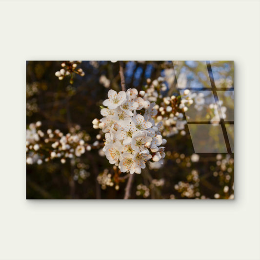 White Cherry Blossom Spring Branch Acrylic Glass Printing Wall Art Australian Made Quality