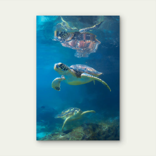 Majestic Deep Ocean Swimming Sea Turtles Art 40x60cm Metal Print Ready to Hang