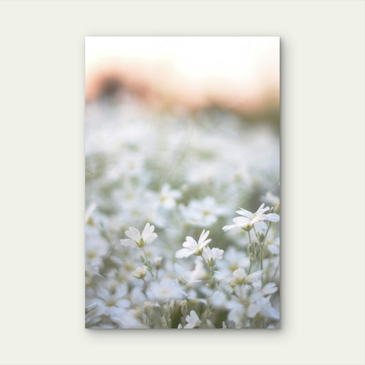Beautiful Soft White Wildflowers Field Sunset 40x60cm Metal Print Ready to Hang