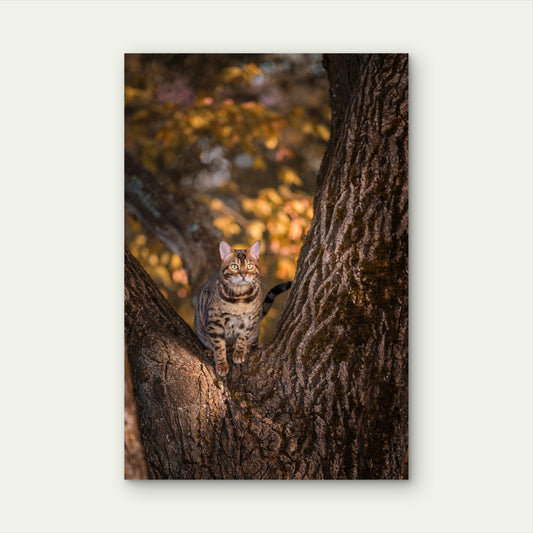 Stunning Wild Bengal Cat Climbing Autumn Tree 40x60cm Metal Print Ready to Hang