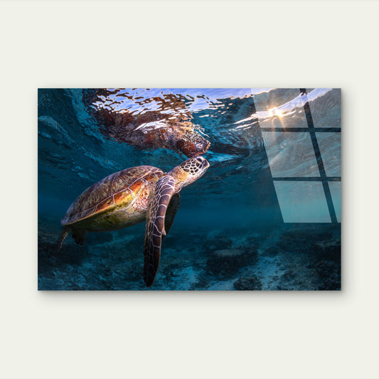 Realistic Swimming Sea Turtle Reef Sun Acrylic Glass Printing Wall Art Australian Made Quality