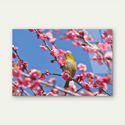 Spring Cherry Blossom Pink Flower Bird Acrylic Glass Printing Wall Art Australian Made Quality
