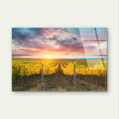 Barossa Valley Vineyard Sunset Landscape Glass Printing Wall Art Australian Made Quality