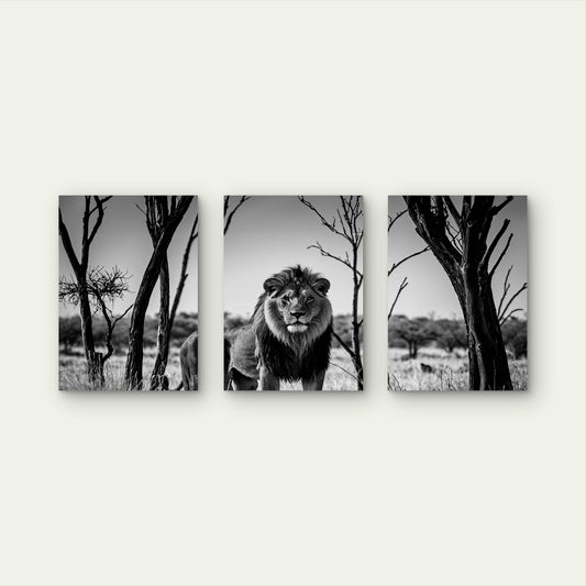 3pcs Abstract Black White Wild Lion Safari Wall Art Set Canvas Framed 60x90cm - High Quality Print 100% Australian Made Wall Canvas Ready to Hang