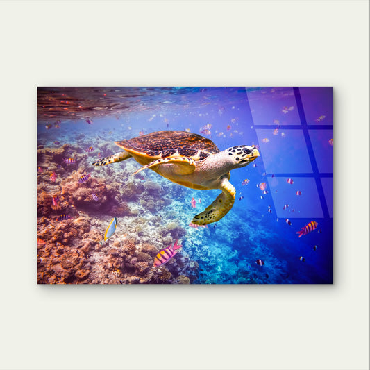 Undersea Sea Turtle Coral Reef Marine Acrylic Glass Printing Wall Art Australian Made Quality