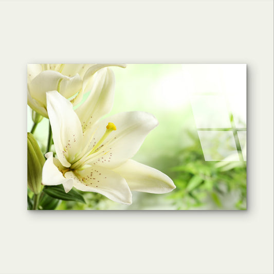 Elegant White Lily Flower Petals Art Acrylic Glass Printing Wall Art Australian Made Quality