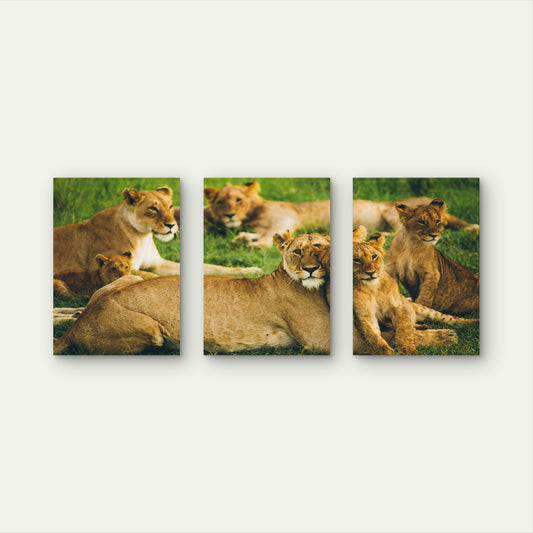 3pcs Safari Lions Family Grass Nature Cubs Wall Art Set Canvas Framed 40x60cm - High Quality Print 100% Australian Made Wall Canvas Ready to Hang