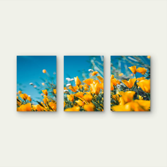 3pcs Yellow Poppy Flower Wildflower Bloom Wall Art Set Canvas Framed 40x60cm - High Quality Print 100% Australian Made Wall Canvas Ready to Hang