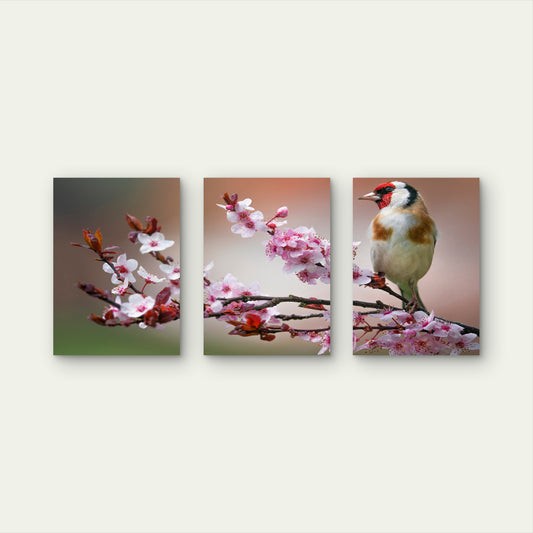 3pcs Goldfinch Bird Pink Cherry Blossom Tree Wall Art Set Canvas Framed 50x70cm - High Quality Print 100% Australian Made Wall Canvas Ready to Hang