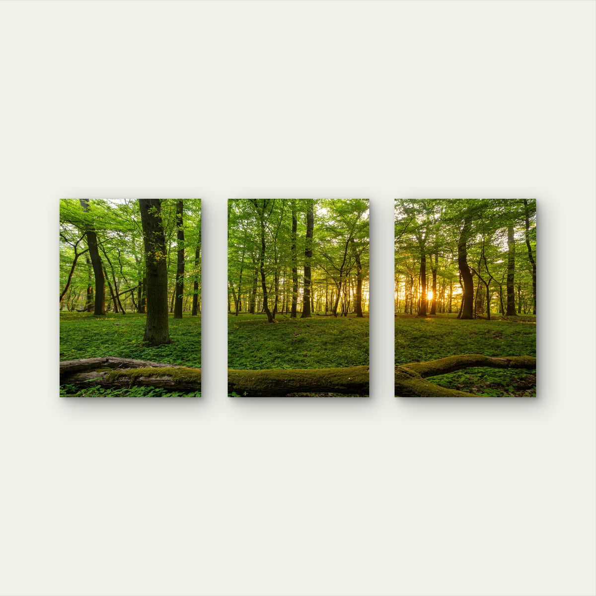 3pcs Green Nature Trees Woods Sunbeam Woodland Wall Art Set Canvas Framed 40x60cm - High Quality Print 100% Australian Made Wall Canvas Ready to Hang
