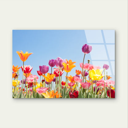 Tulip Flower Floral Spring Garden Field   Acrylic Glass Printing Wall Art Australian Made Quality