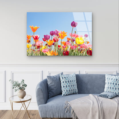 Tulip Flower Floral Spring Garden Field   Acrylic Glass Printing Wall Art Australian Made Quality