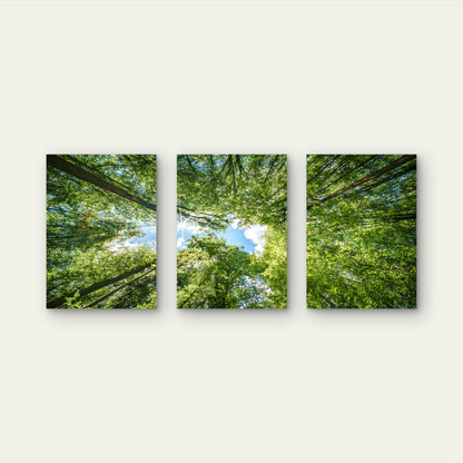 3pcs Vibrant Green Forest Canopy Tree Nature Wall Art Set Canvas Framed 40x60cm - High Quality Print 100% Australian Made Wall Canvas Ready to Hang