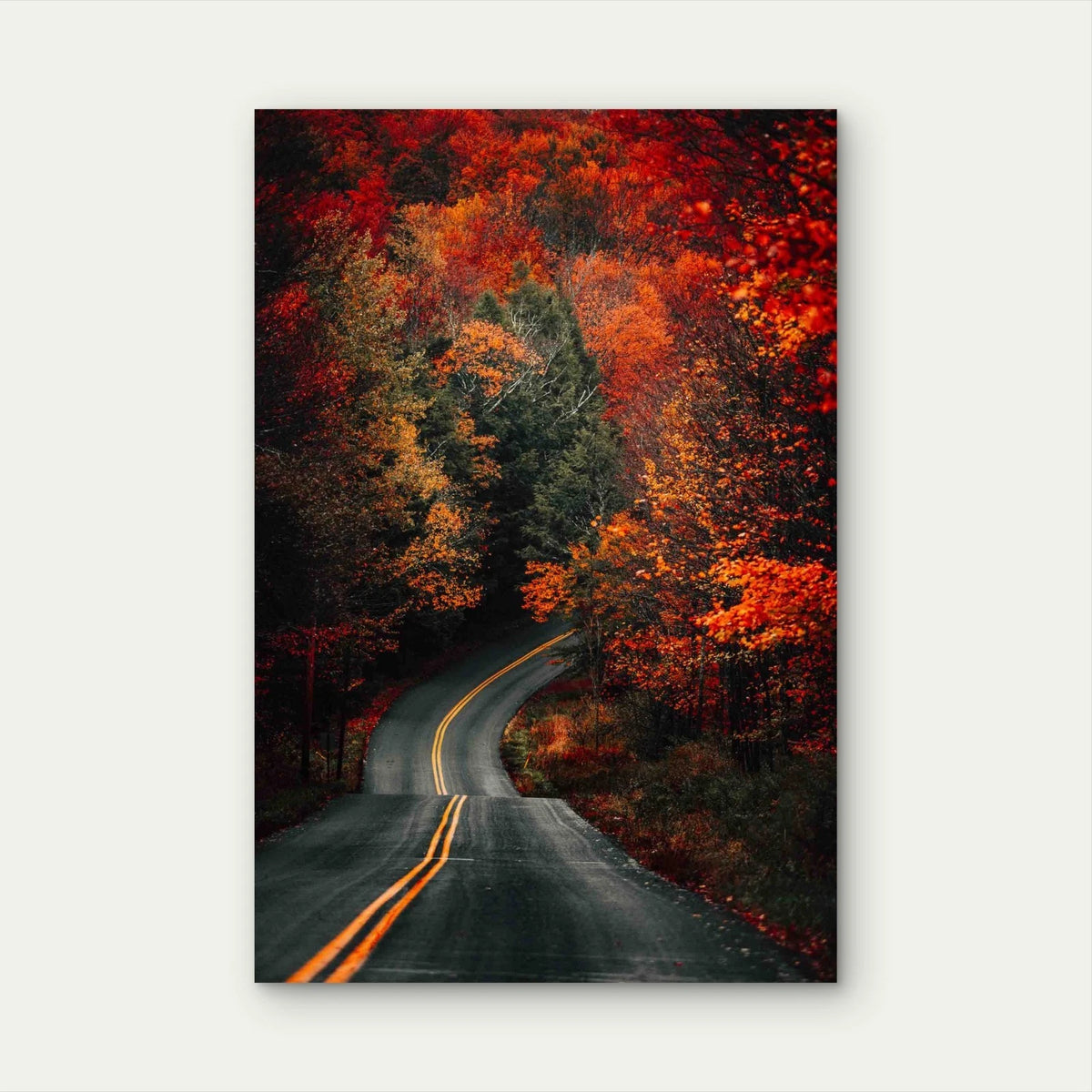 Road Forest Covered Yellowing Trees 40x60cm Metal Print Ready to Hang