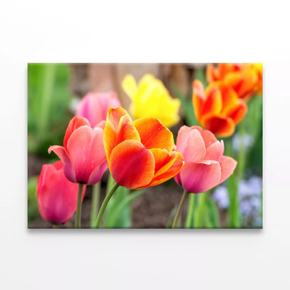 Tulip Flowers In Spring  Wall Art Decor 100% Australian Made
