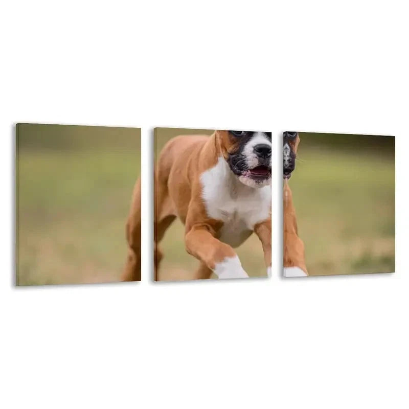3pcs Brown & White Boxer Puppy on Grass Running Wall Art Set Canvas Framed 50x70cm - High Quality Print 100% Australian Made Wall Canvas Ready to Hang