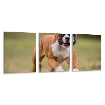3pcs Brown & White Boxer Puppy on Grass Running Wall Art Set Canvas Framed 50x70cm - High Quality Print 100% Australian Made Wall Canvas Ready to Hang