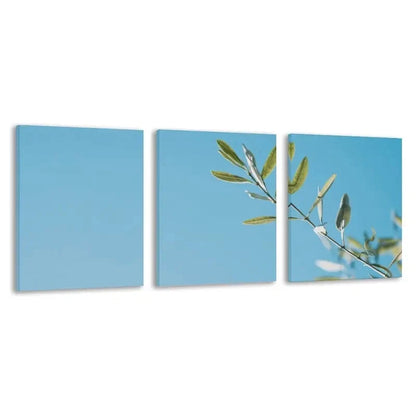 3pcs Olive Branch Against the Clear Blue Sky Wall Art Set Canvas Framed 50x70cm - High Quality Print 100% Australian Made Wall Canvas Ready to Hang
