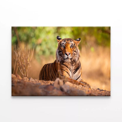 Amazing Tiger In The Nature Wall Art Decor 100% Australian Made