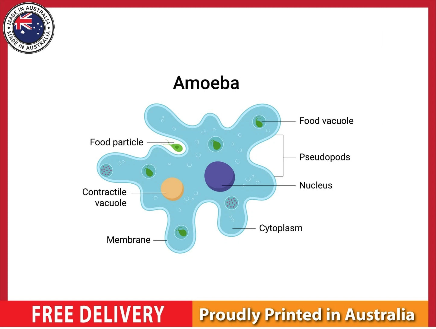 NEW (LAMINATED) AMOEBA (61X91CM) EDUCATIONAL CHART PICTURE PRINT