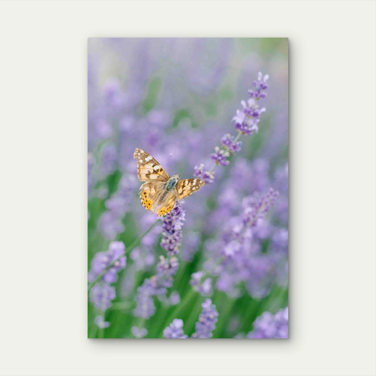 Butterfly Drinks Nectar Lavender Flower 40x60cm Metal Print Ready to Hang