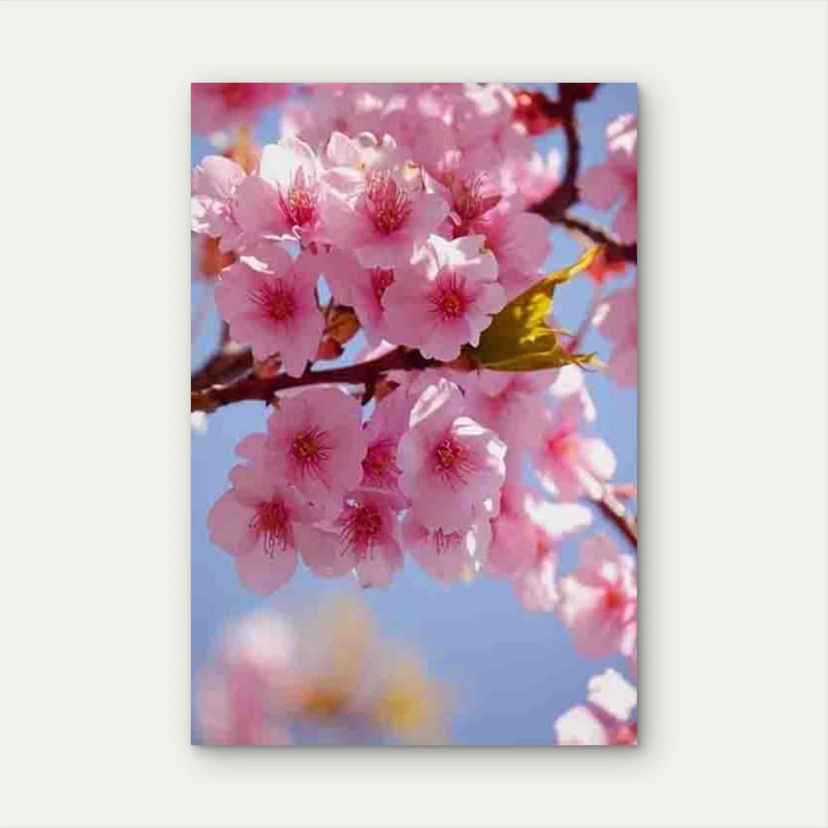 Vibrant Pink & White Floral Design Metal Print Ready to Hang
