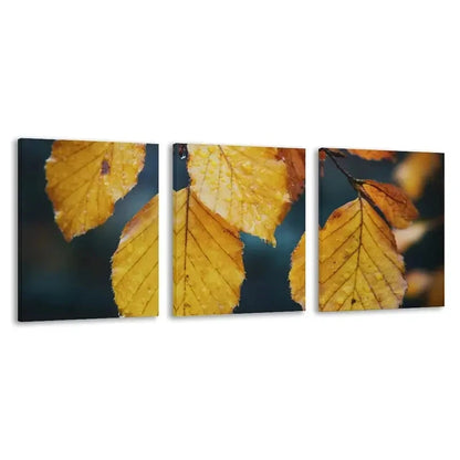 3pcs Beech Tree Yellow Leaves in Autumn Wall Art Set Canvas Framed 50x70cm - High Quality Print 100% Australian Made Wall Canvas Ready to Hang