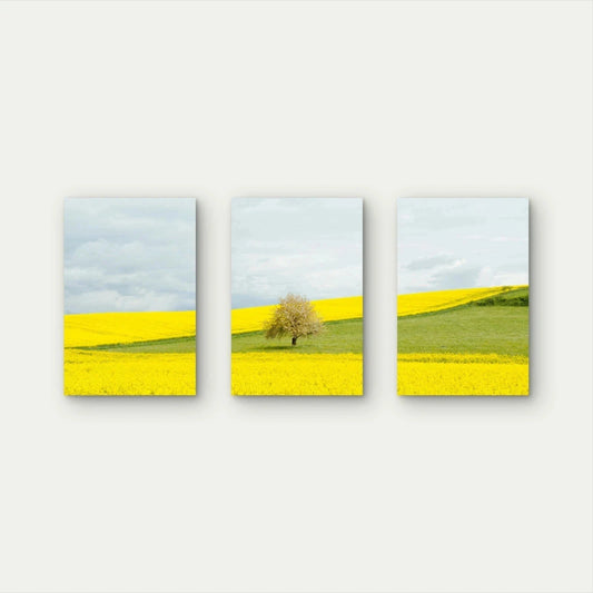3pcs Yellow Countryside Field Collage Wall Art Set Canvas Framed 60x90cm - High Quality Print 100% Australian Made Wall Canvas Ready to Hang