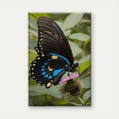 Black and Blue Swallowtail Butterfly Metal Print Ready to Hang
