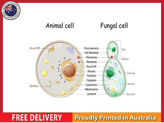 NEW (LAMINATED) Animal Cell & Fungal Cell (61X91CM) SCIENCE CHART PICTURE PRINT
