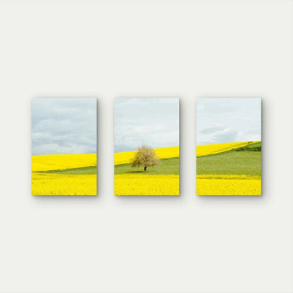 3pcs Yellow Countryside Field Collage Wall Art Set Canvas Framed 50x70cm - High Quality Print 100% Australian Made Wall Canvas Ready to Hang