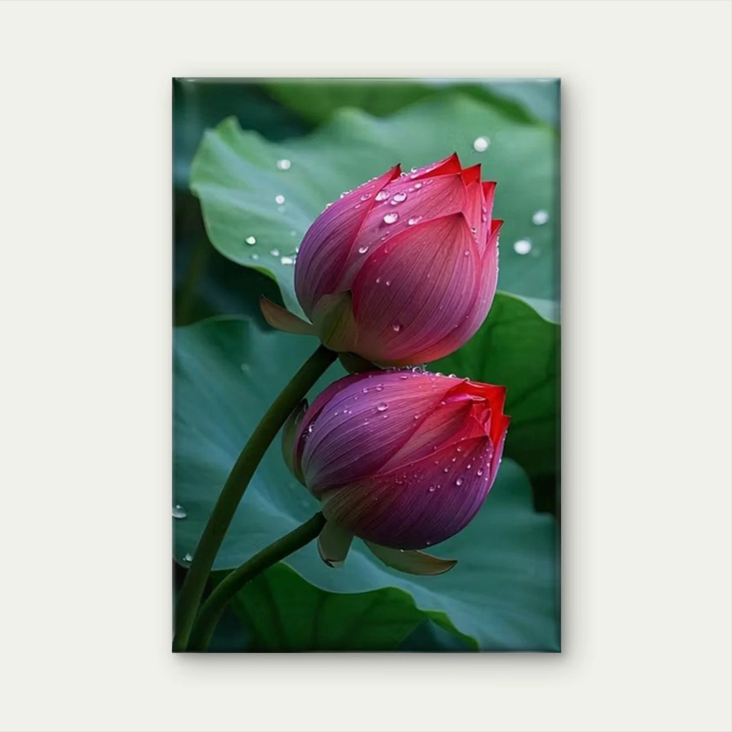 Pink for Lotus Buds, oil painting 60x90cm Metal Print Ready to Hang