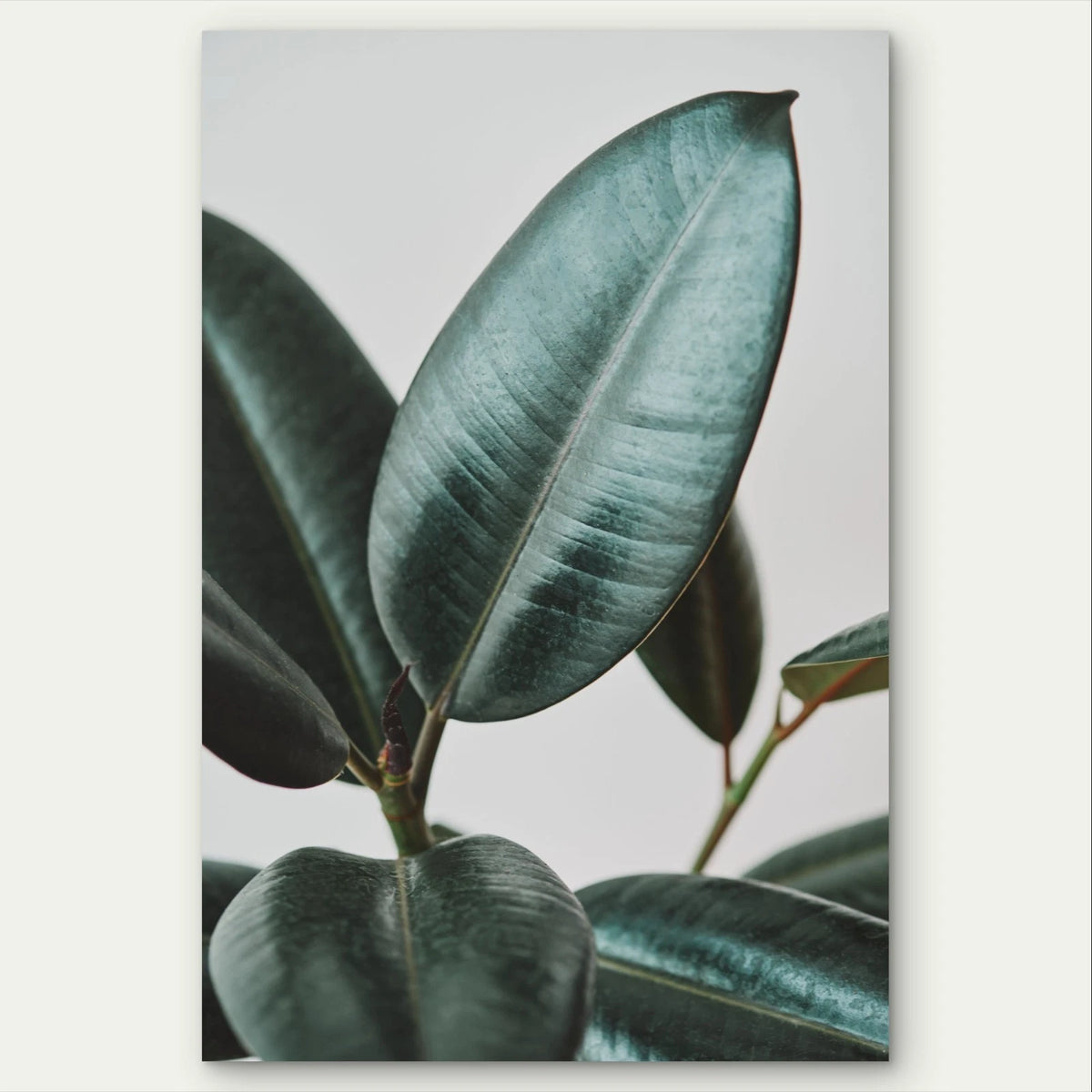 Dark Green Rubber Plant Leaves Wall Art 40x60cm Metal Print Ready to Hang