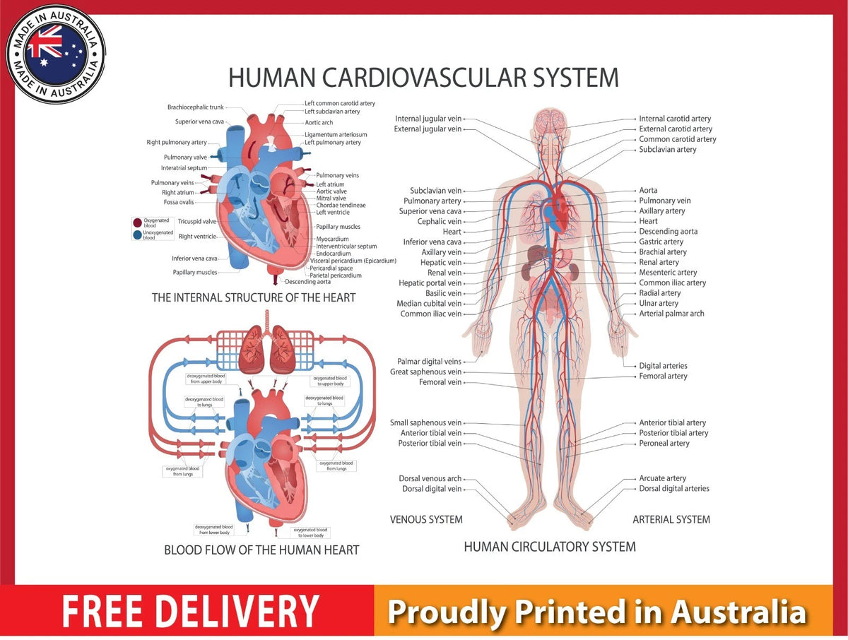 NEW (LAMINATED) CARDIOVASCULAR SYSTEM (61X91CM) EDUCATIONAL CHART PICTURE PRINT